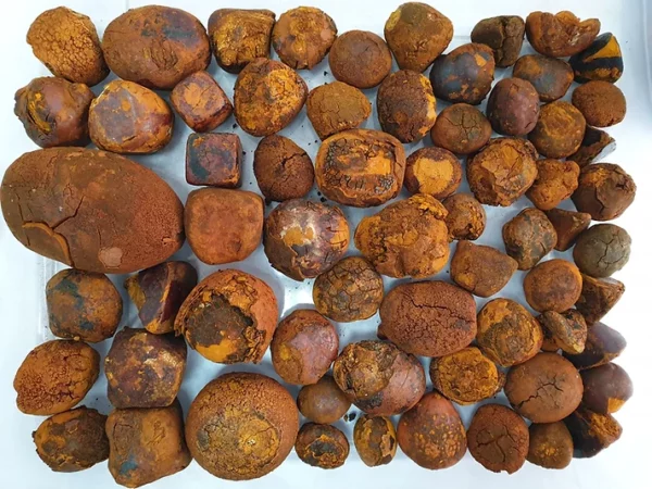 Ox/Cow Gallstones